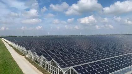 崇明光伏蟹 绿色生态与央视光环下的餐桌新宠